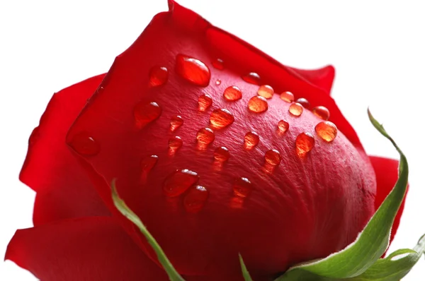 Rode roos met waterdruppels geïsoleerd — Stockfoto