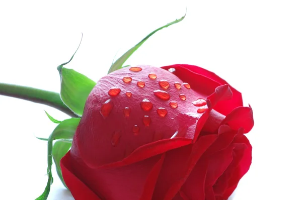 Rose with water drops isolated — Stock Photo, Image