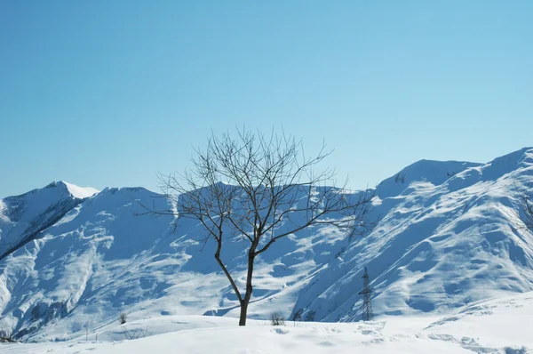 Träd och berg på dagen — Stockfoto