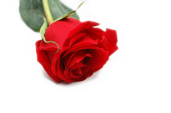 Rosa rossa isolata sul bianco — Foto Stock