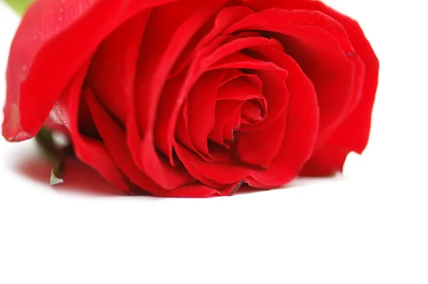 Rode rose geïsoleerd op de witte — Stockfoto