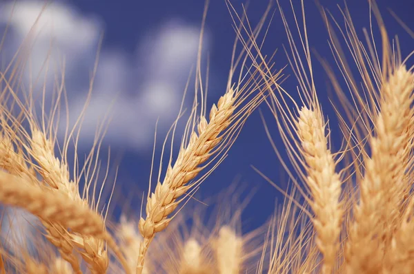 Espigas de trigo contra el cielo azul —  Fotos de Stock