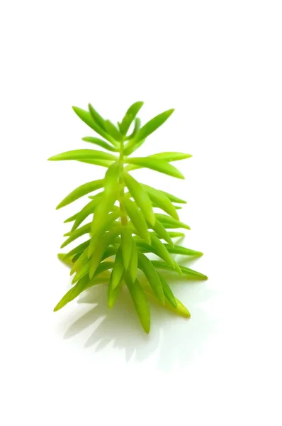 Green seedling isolated on the white — Stock Photo, Image