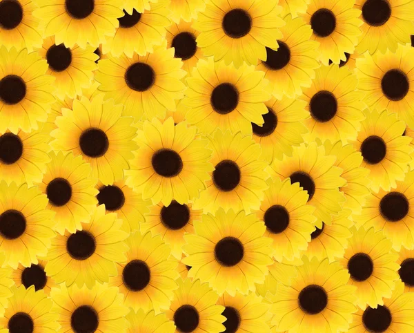Pozadí se slunečnicemi — Stock fotografie