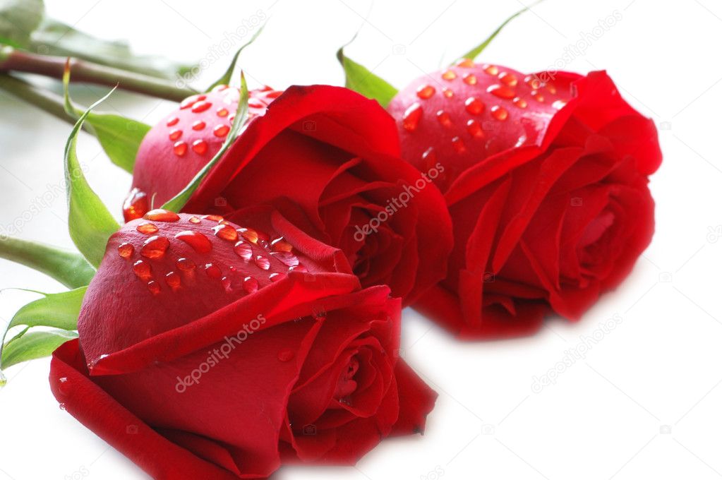 Three roses with water drops Stock Photo by ©Elnur_ 2685553