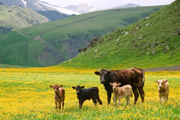 Krávy v horách Stock Obrázky