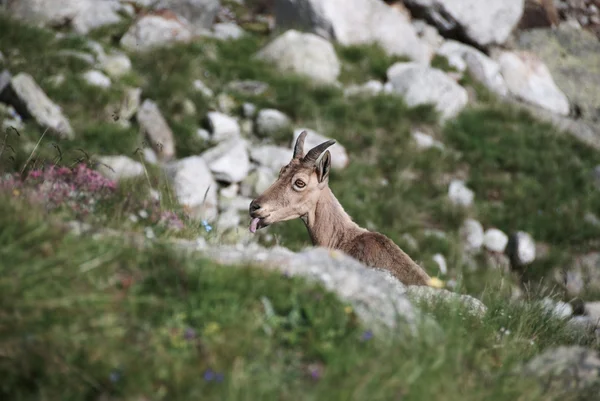 stock image Goat among rocks