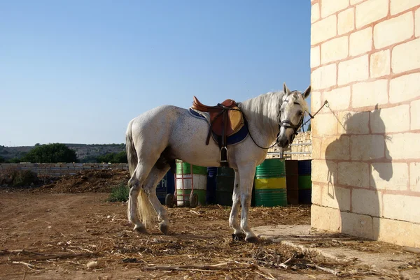 stock image Lonely horse