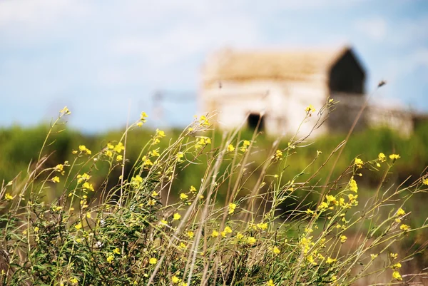 Заброшенный дом в цветочном поле — стоковое фото