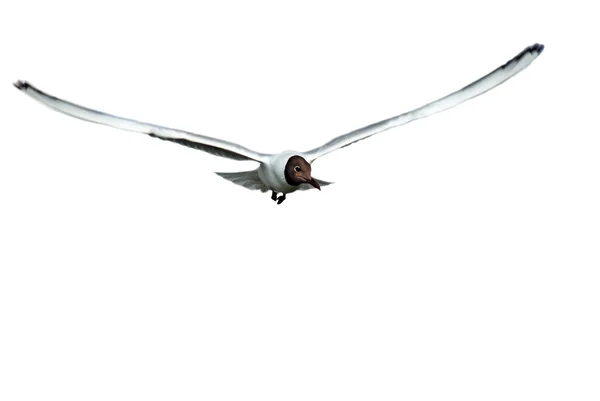 Gaviota voladora — Foto de Stock
