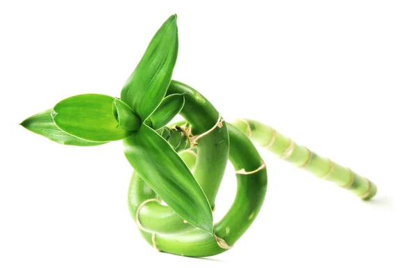 stock image Green plant