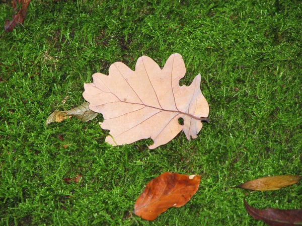 Осіннє листя — стокове фото