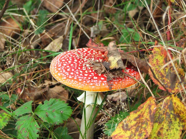 stock image Red stipe mushroom