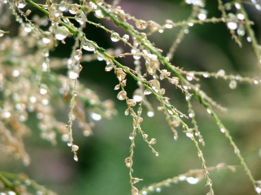 Fresh grass with dew drops clipart
