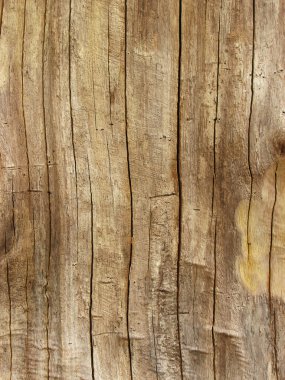 Bark of tree clipart