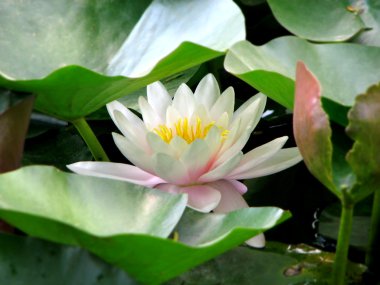 White water-lily clipart