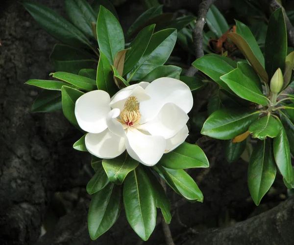 Blomma av magnolia — Stockfoto