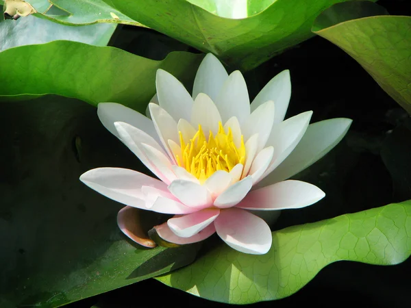 White water-lily — Stock Photo, Image