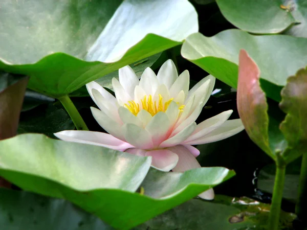 stock image White water-lily