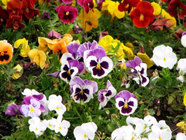 Pansy clipart