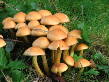 agaric tatlım