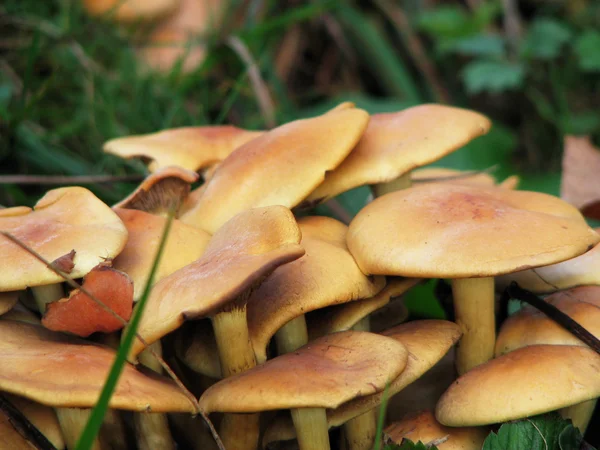 stock image Agaric honey