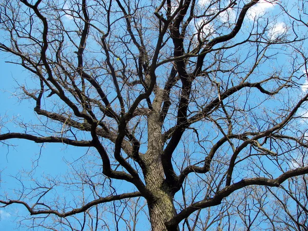 stock image Old tree