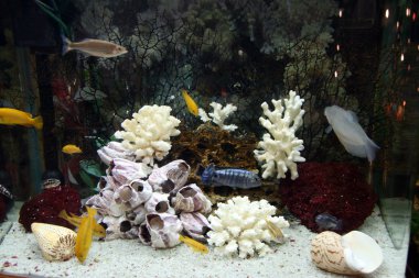 Aquarium clipart