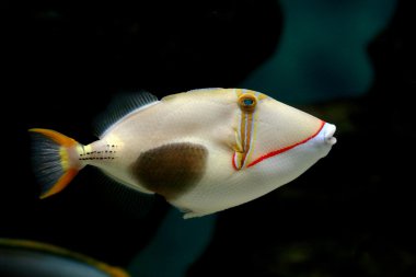 Tropical fish Rhinecanthus verrucosus clipart