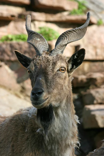 stock image Antelope