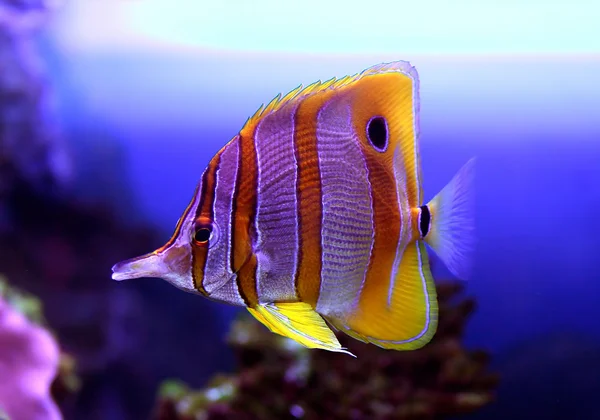 Kolorowe sixspine ryba — Zdjęcie stockowe