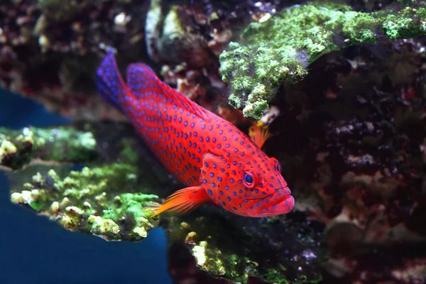 Kleur vis in een aquarium — Stockfoto