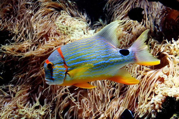 Tropiska fiskar — Stockfoto
