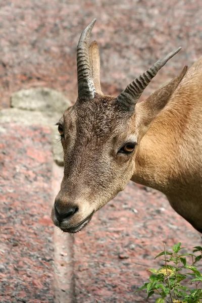 stock image Antelope