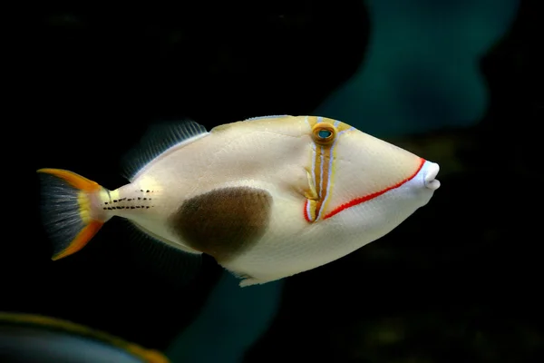 Tropikalna ryba rhinecanthus verrucosus — Zdjęcie stockowe