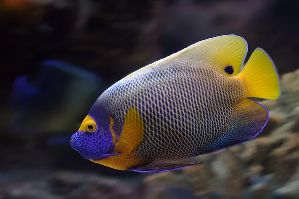 Tropikal balık — Stok fotoğraf