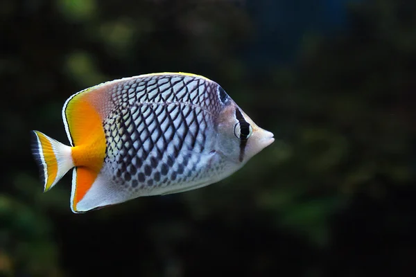 Fish-butterfly — Stock Photo, Image