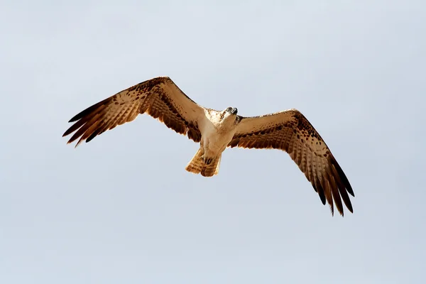 stock image Bird of prey