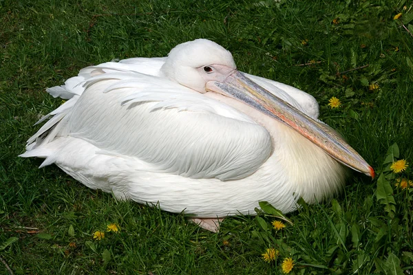 stock image Pelican