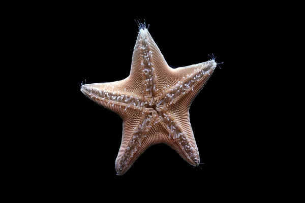 Denizyıldızı — Stok fotoğraf