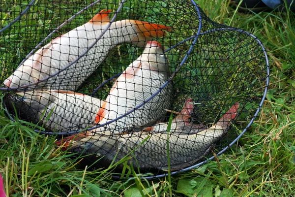 stock image Caught fishes