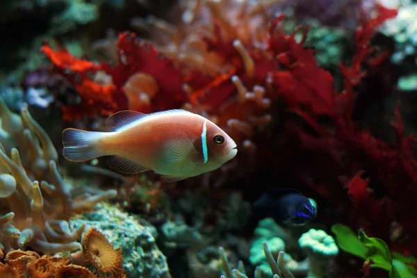 Malé barevné ryby — Stock fotografie