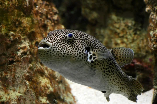 Spotty fish — Stock Photo, Image