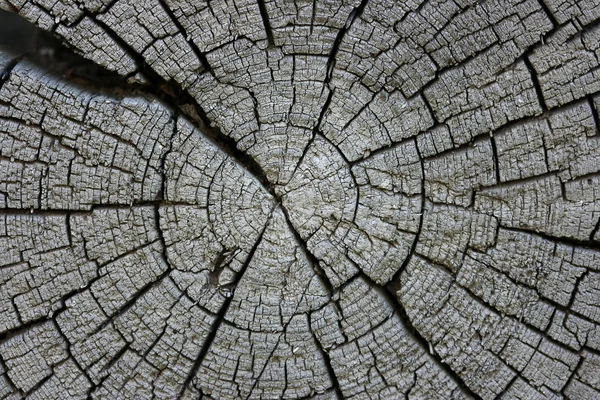 Antiguo tronco — Foto de Stock