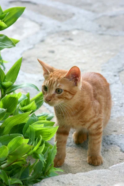 Red kitten — Stock Photo, Image