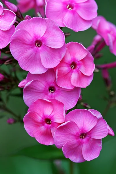 Flox rosa floreciente — Foto de Stock