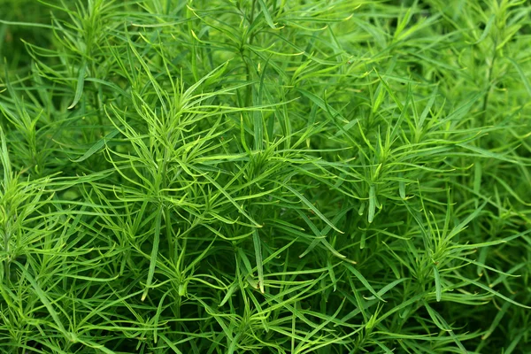 stock image Grass