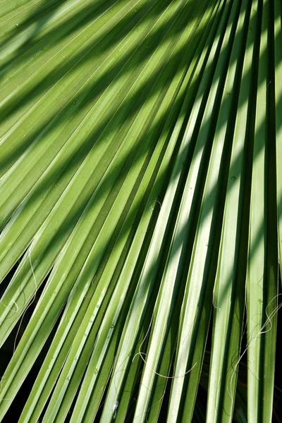 Ветви пальмы — стоковое фото