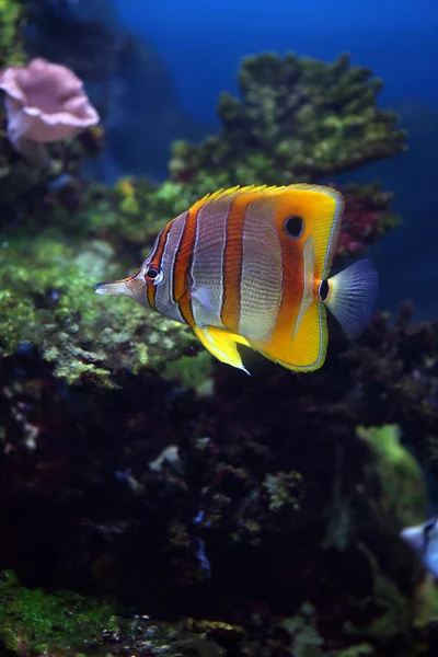 Kleurrijke sixspine butterflyfish — Stockfoto