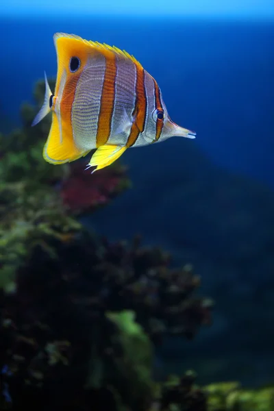 Sixspine fjäril-fisk — Stockfoto
